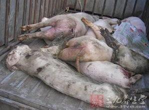 死豬新聞爆料最新消息,官方調查結果及后續處理措施揭曉