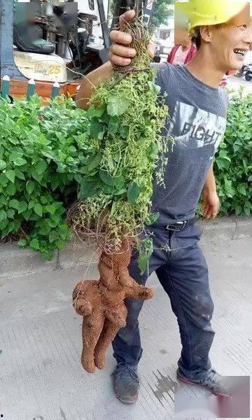 新植物爆料圖片大全集最新