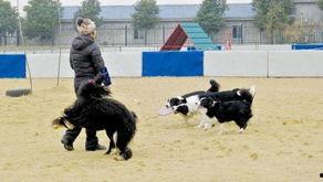 武漢寵物爆料事件最新進展,最新進展揭示真相與后續處理