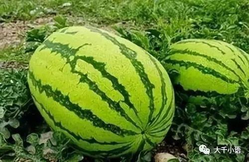 南京大瓜爆料視頻最新一期,揭秘一期驚人內幕